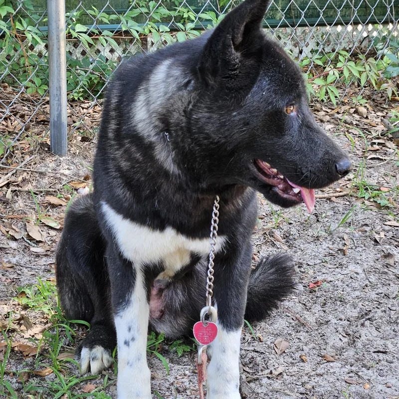 A young large-sized female Akita dog named Layla for adoption in Jacksonville, FL