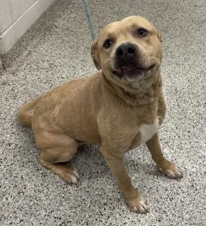An adult large-sized male Yellow / Tan / Blond / Fawn Pit Bull Terrier dog named Adobe for adoption in Kansas City, MO