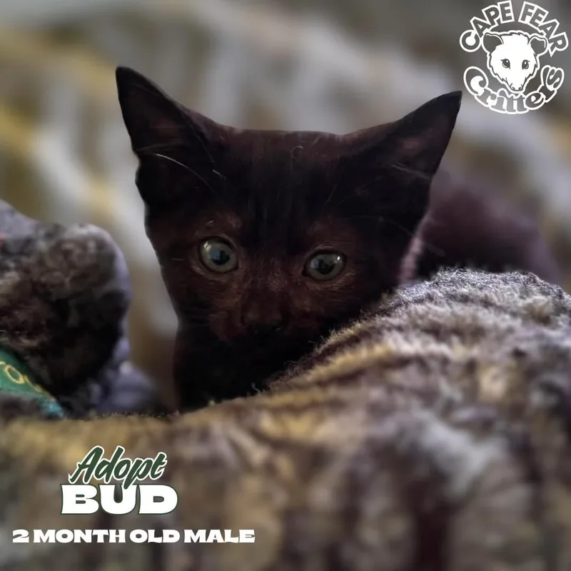 A baby small-sized male Black Domestic Short Hair cat named Bud for adoption in Wilmington, NC