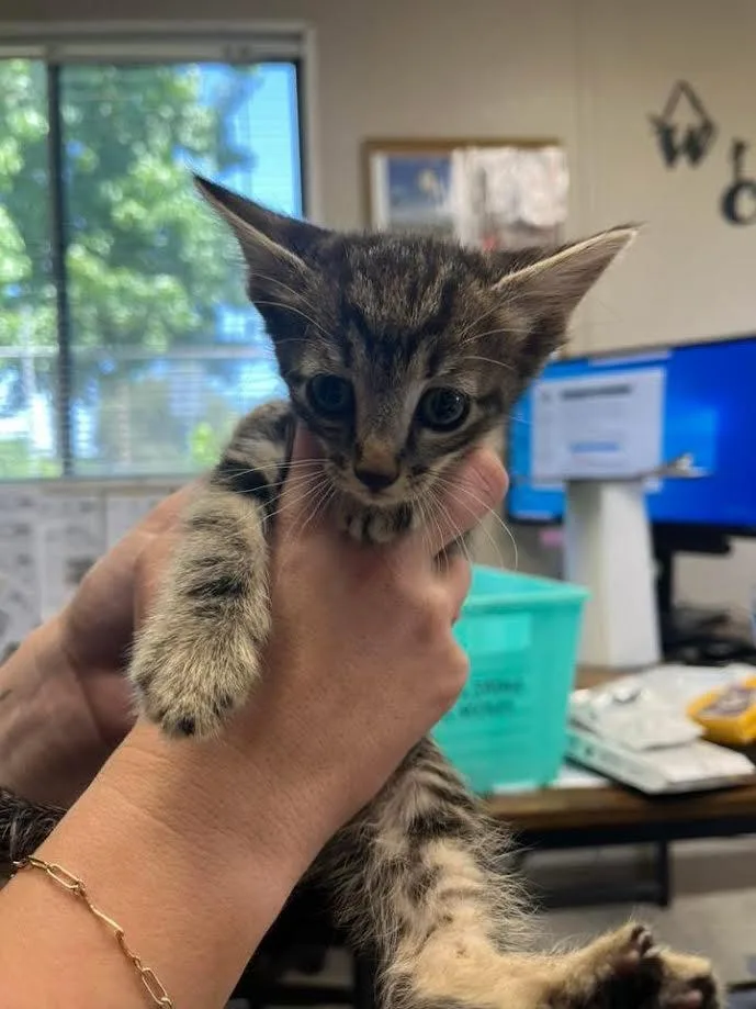 A young small-sized female Tabby (Brown / Chocolate) Domestic Short Hair cat named Sandy for adoption in Oakdale, CA