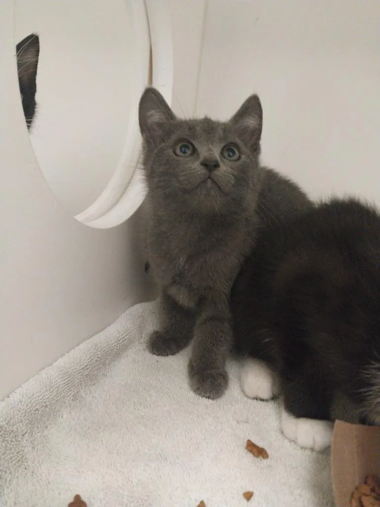 A baby small-sized male Domestic Short Hair cat named Broccoli for adoption in Oxford, NC