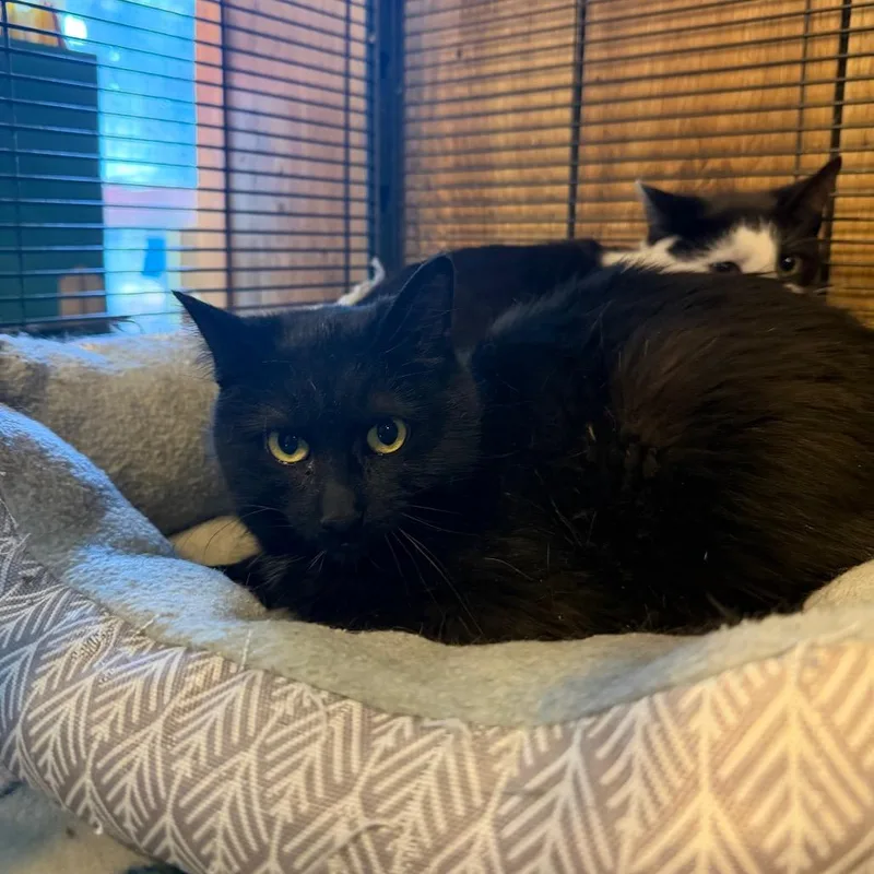 Ratchet Strap thumbnail 2