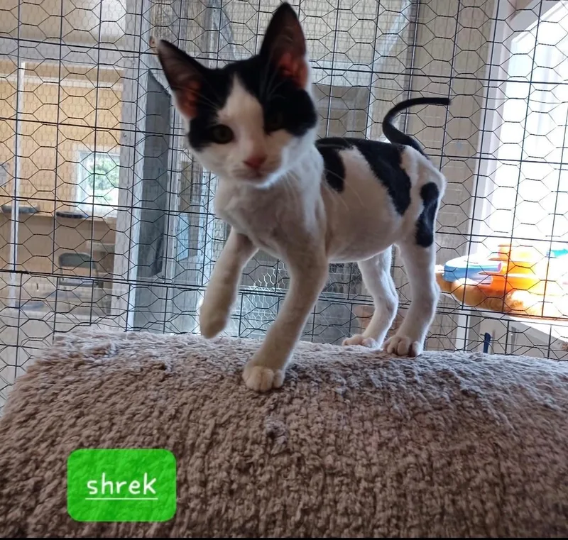 A baby medium-sized male Black & White / Tuxedo Domestic Short Hair cat named Shrek for adoption in Walworth, WI