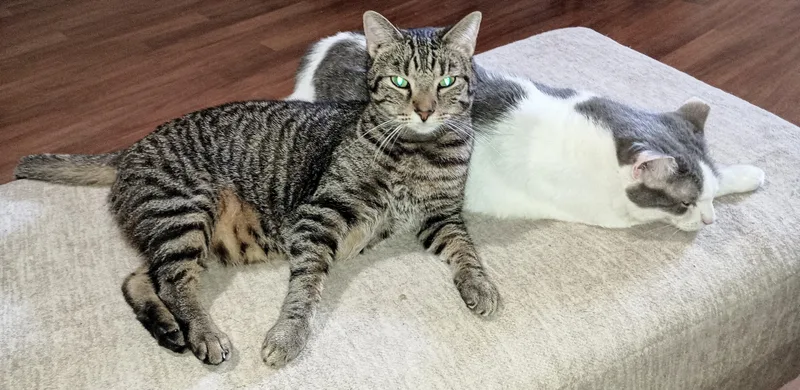 A young medium-sized male Gray & White Domestic Short Hair cat named Big Boy for adoption in Ridgeland, MS