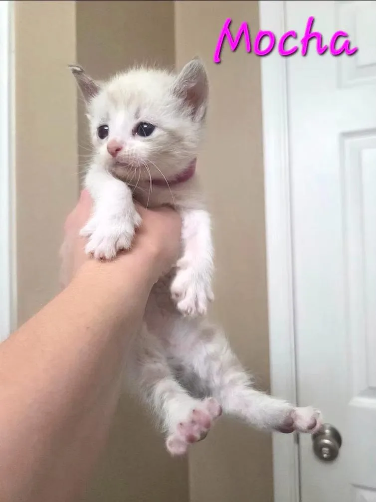 A baby medium-sized female Siamese cat named Mocha for adoption in Anna, TX