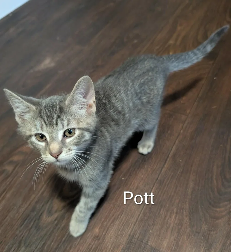 A baby medium-sized male Tabby cat named Pott for adoption in Spring City, PA