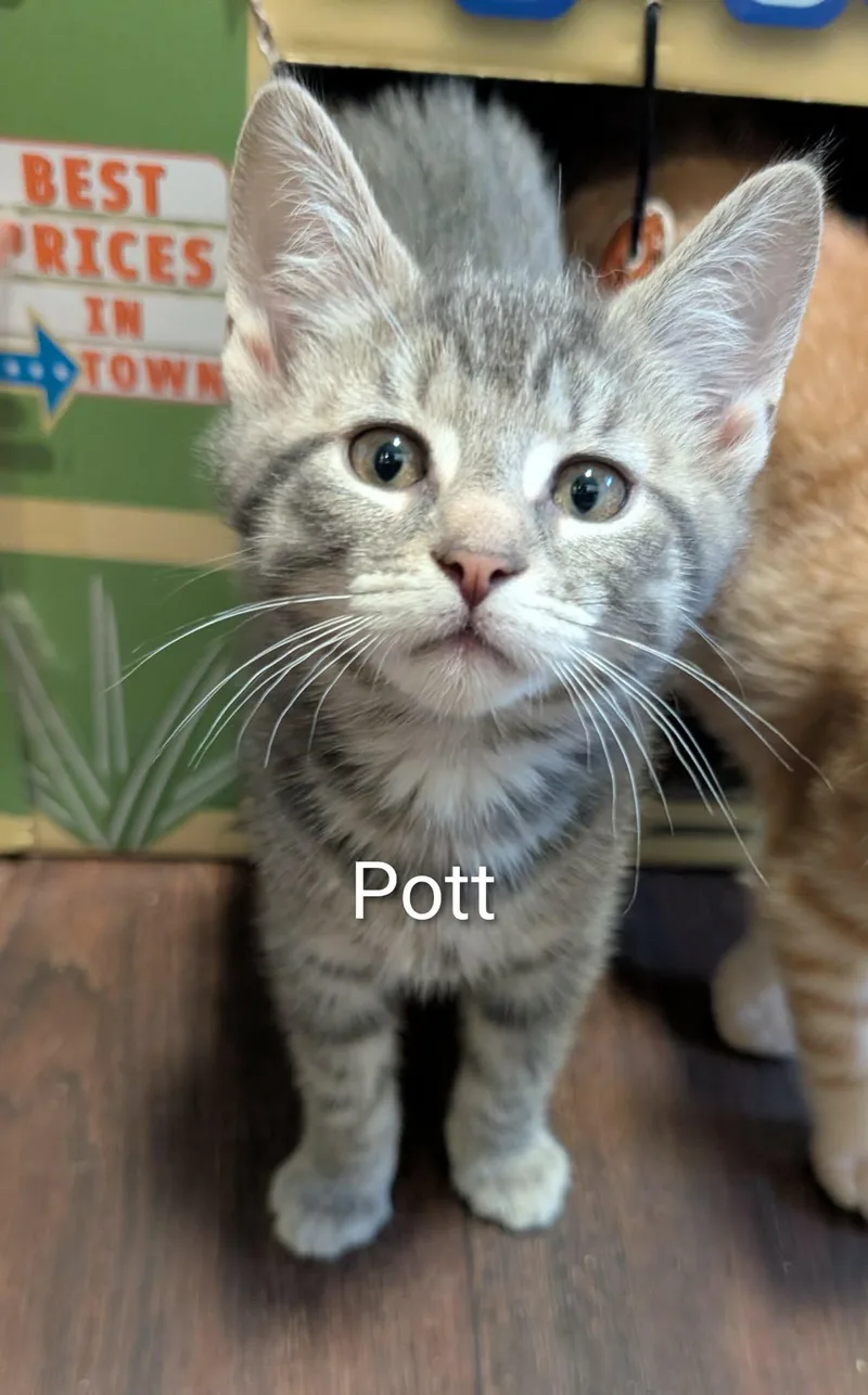 Pott thumbnail 2