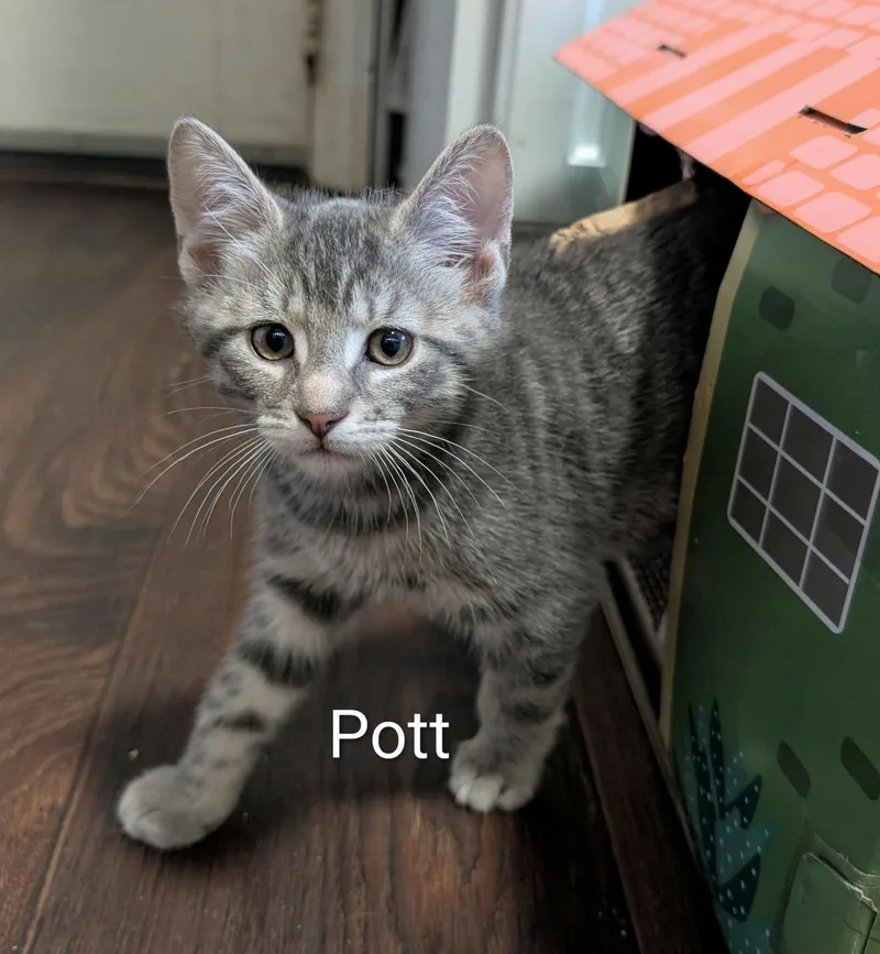 Pott thumbnail 3