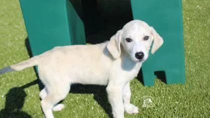 A baby medium-sized female Mixed Breed dog named Sable for adoption in Kenansville, NC