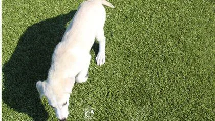Sable thumbnail 2