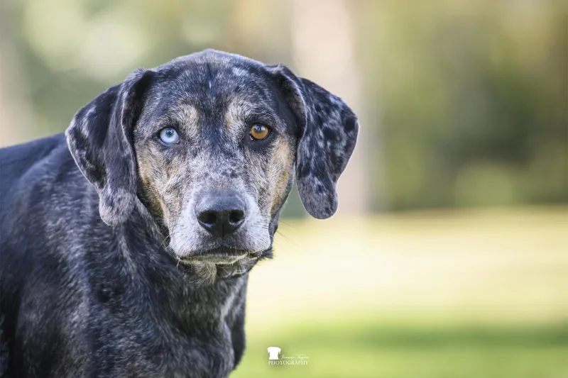 An adult large-sized male Catahoula Leopard Dog dog named River for adoption in Charleston, SC