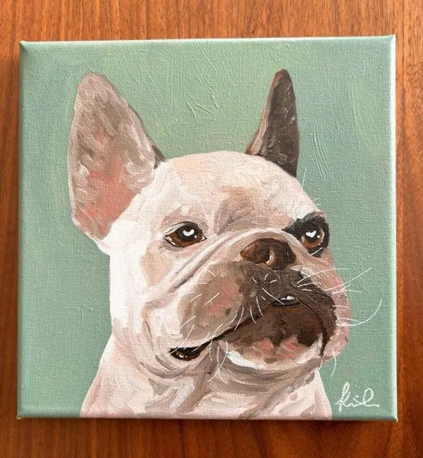 A senior medium-sized male French Bulldog dog named Roman for adoption in San Diego, CA