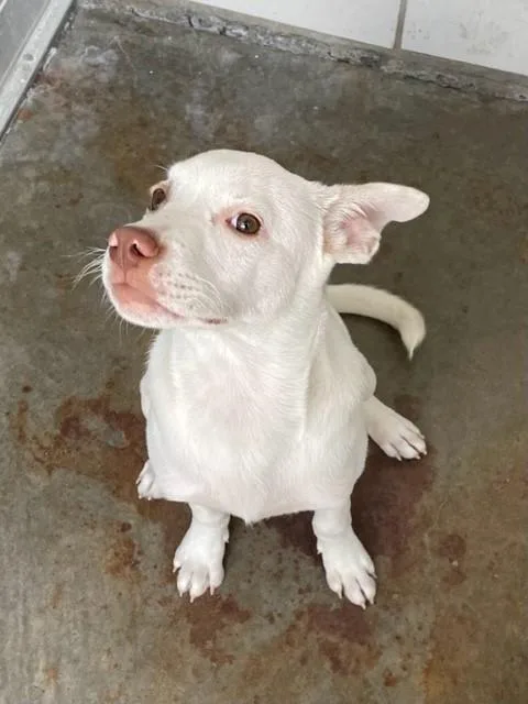 A baby small-sized male Labrador Retriever dog named Pupster for adoption in Baytown, TX