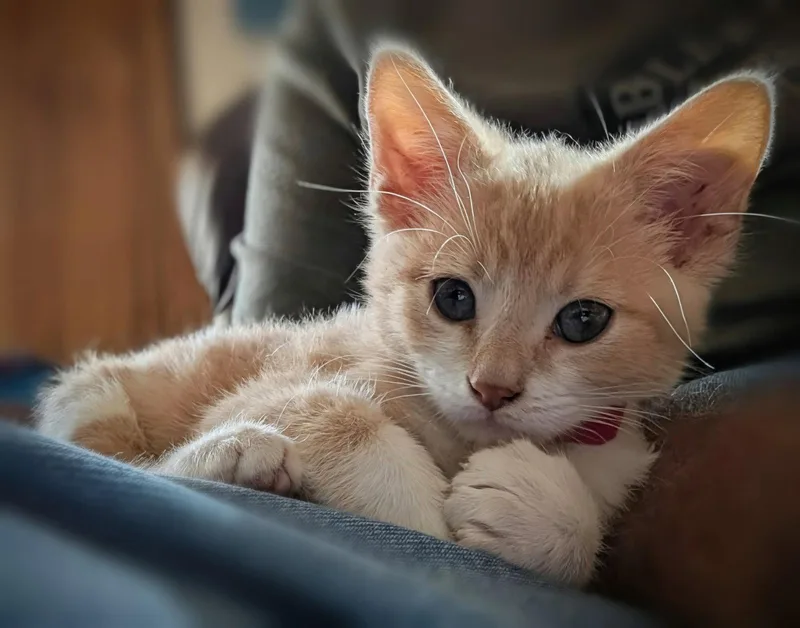 A baby medium-sized male Orange / Red Domestic Short Hair cat named Sandy for adoption in Tampa, FL