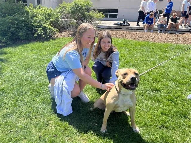 An adult medium-sized male Boxer dog named Carmello for adoption in Omaha, NE