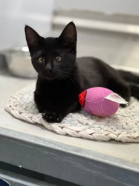 A young medium-sized female Domestic Short Hair cat named Sabrina for adoption in Elko, NV