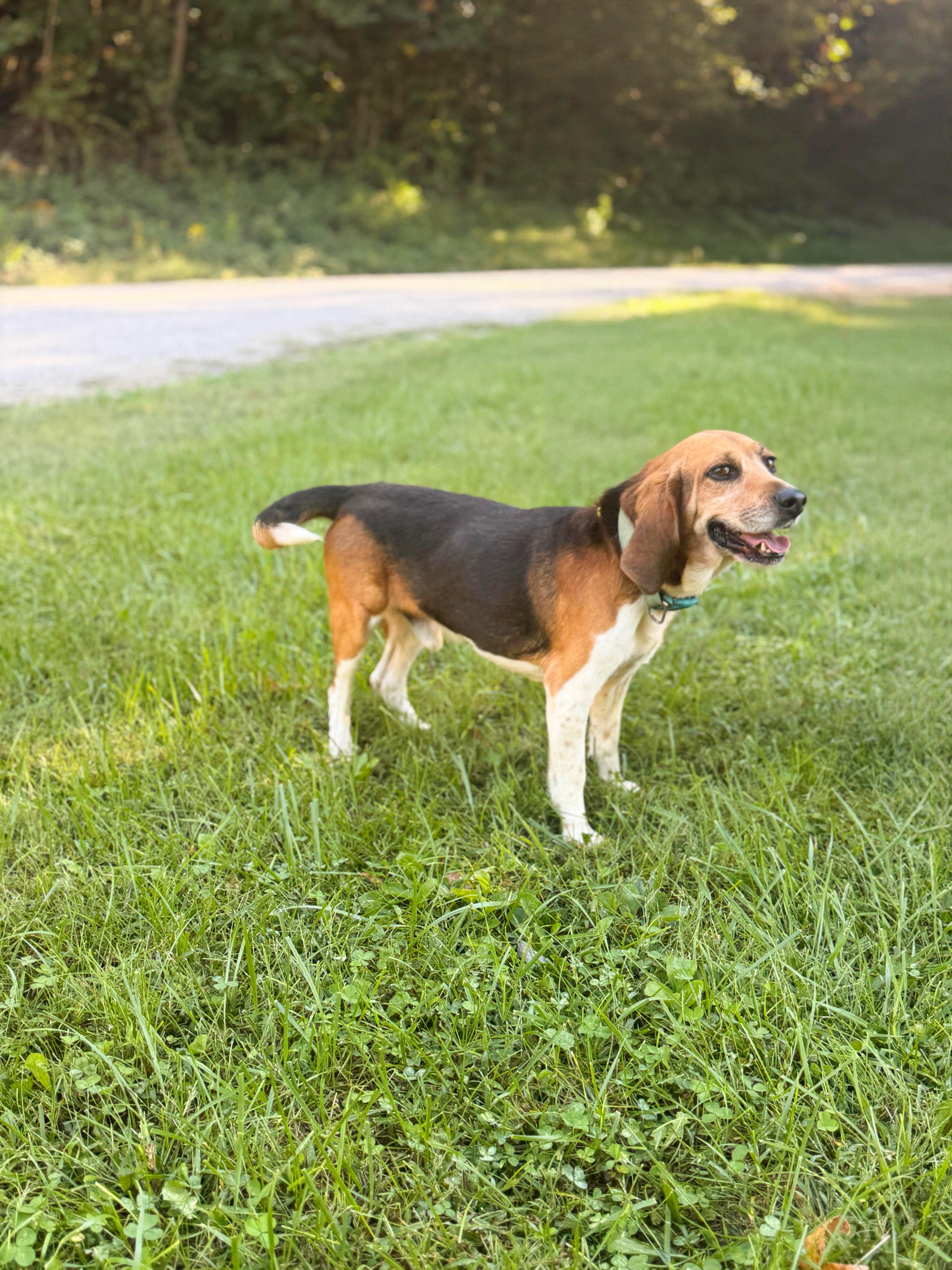 An adult medium-sized male Tricolor (Brown, Black, & White) Beagle dog named Benny Transport for adoption in Gradyville, KY