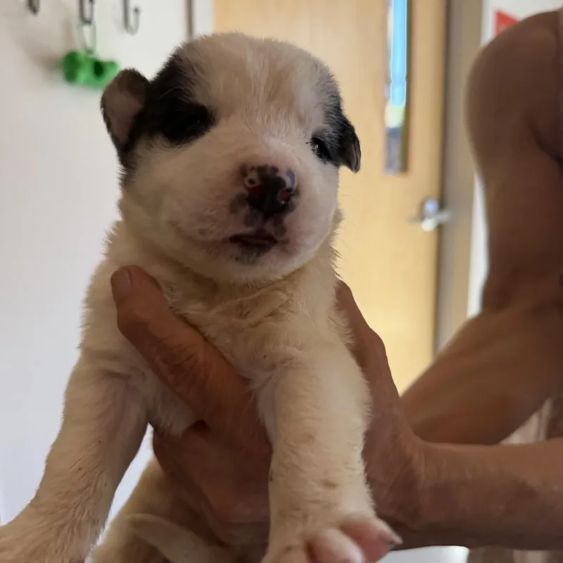 A baby small-sized male White / Cream Great Pyrenees dog named Garden Hose for adoption in Austin, TX