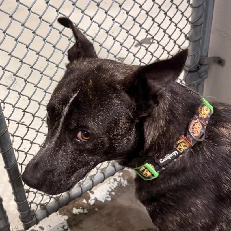 A young medium-sized male Black Australian Cattle Dog / Blue Heeler dog named Roscoe for adoption in Evansville, IN