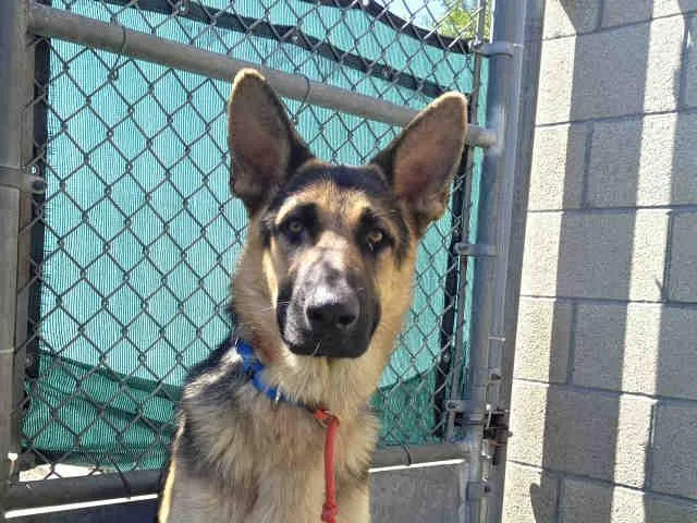 A young medium-sized male German Shepherd Dog dog named Styles for adoption in Carlsbad, CA