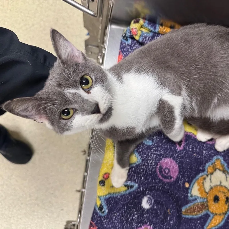 A young medium-sized male Domestic Short Hair cat named Potato Salad for adoption in Windsor, VA