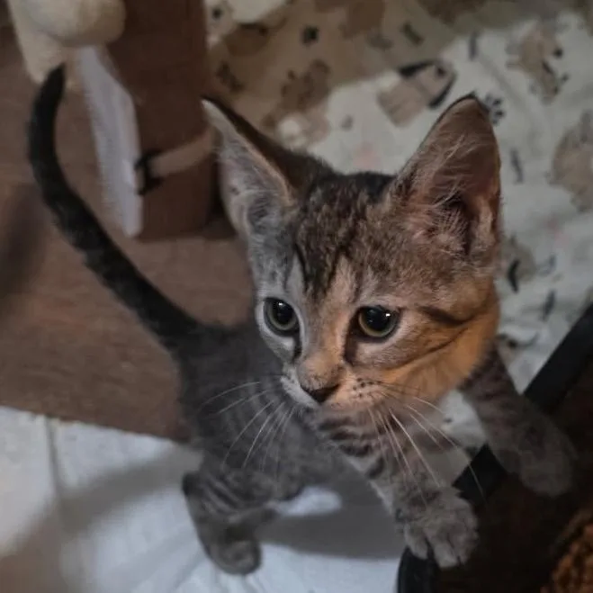 A baby small-sized female Brown / Chocolate Domestic Short Hair cat named Almond for adoption in Abingdon, MD