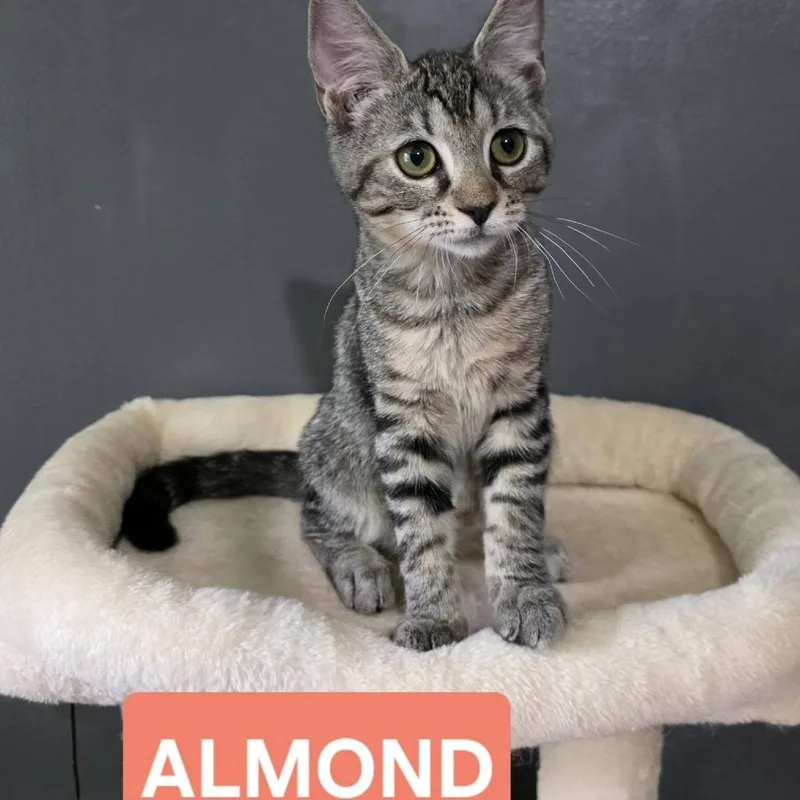 Almond thumbnail 2