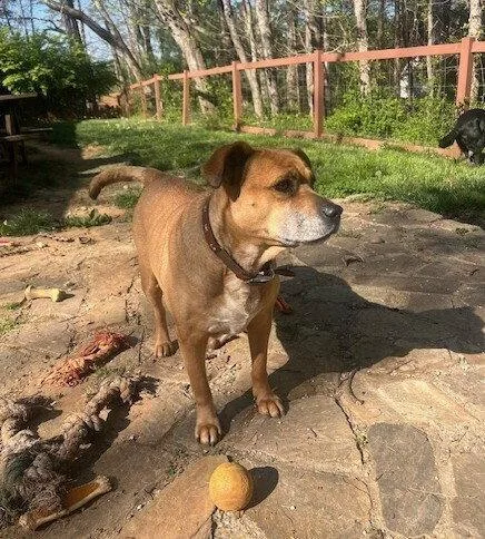 An adult medium-sized female Terrier dog named Gretchen for adoption in Candler, NC