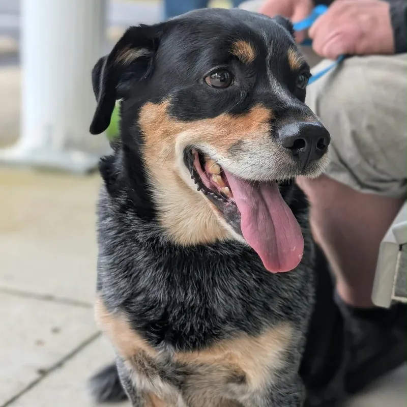 An adult medium-sized male Australian Cattle Dog / Blue Heeler dog named Bud for adoption in Muncie, IN