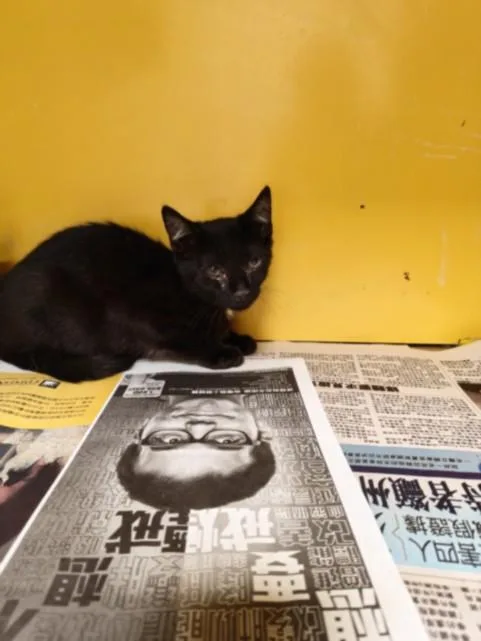A baby small-sized male Domestic Short Hair cat named Jabba for adoption in Los Angeles, CA