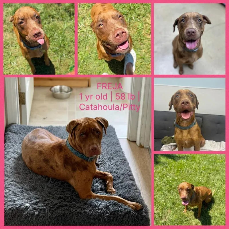 A young medium-sized female Merle (Red) Catahoula Leopard Dog dog named Freya for adoption in Wells, VT