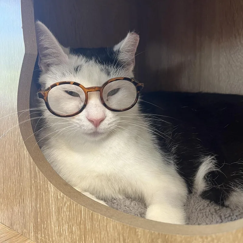 A young medium-sized female White Domestic Short Hair cat named Frida for adoption in Nashville, TN