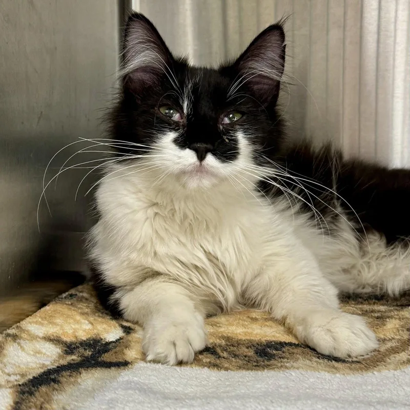 An adult medium-sized female Black & White / Tuxedo Domestic Medium Hair cat named Smudge for adoption in Winchendon, MA