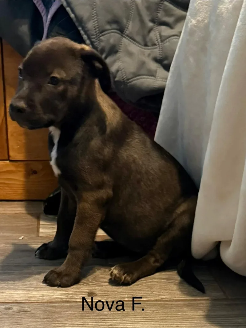 A baby medium-sized female Brown / Chocolate Mixed Breed dog named Nova for adoption in Parma, OH