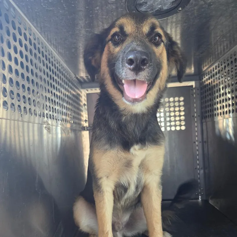 A young medium-sized male Shepherd dog named Antwon for adoption in Birmingham, AL