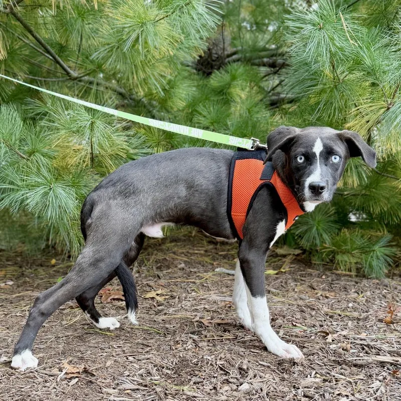A young medium-sized male Hound dog named Biscuit for adoption in East Hampton, NY