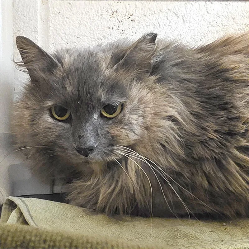 You're Being Too Loud thumbnail 4