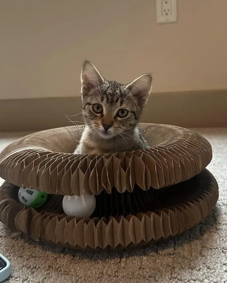 A baby small-sized female Domestic Short Hair cat named Ivy for adoption in Broomfield, CO