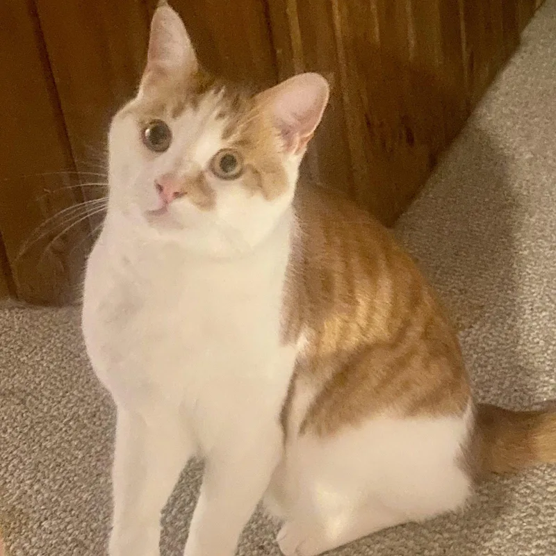 A young medium-sized male Orange & White Domestic Short Hair cat named Hype for adoption in Norwood, OH