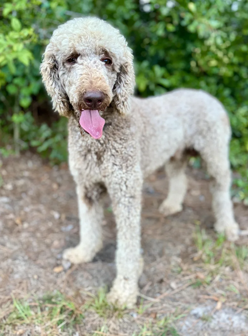An adult medium-sized male Poodle dog named Tristan for adoption in Lucedale, MS