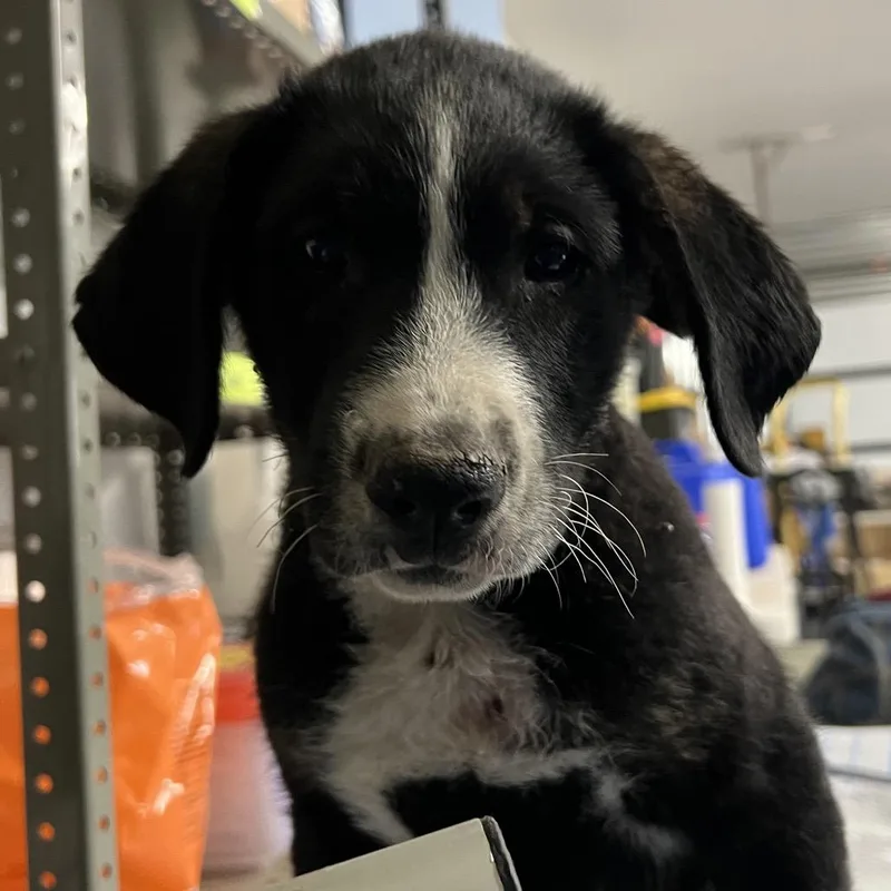 A baby medium-sized male Black Mixed Breed dog named Collins for adoption in Moab, UT