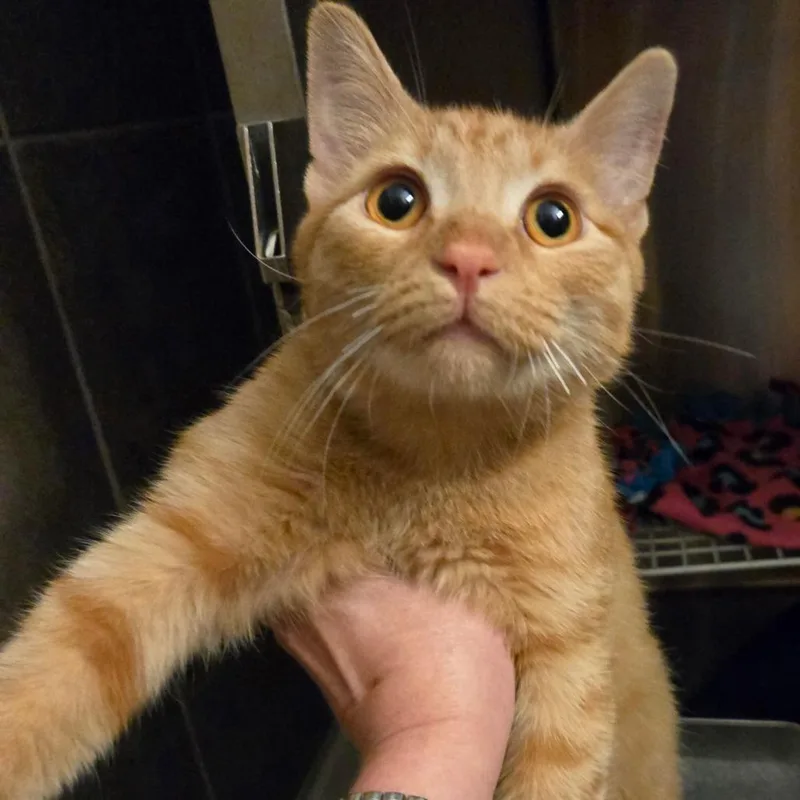 A young medium-sized male Orange / Red Domestic Short Hair cat named Thomasin C for adoption in Princeton, MN