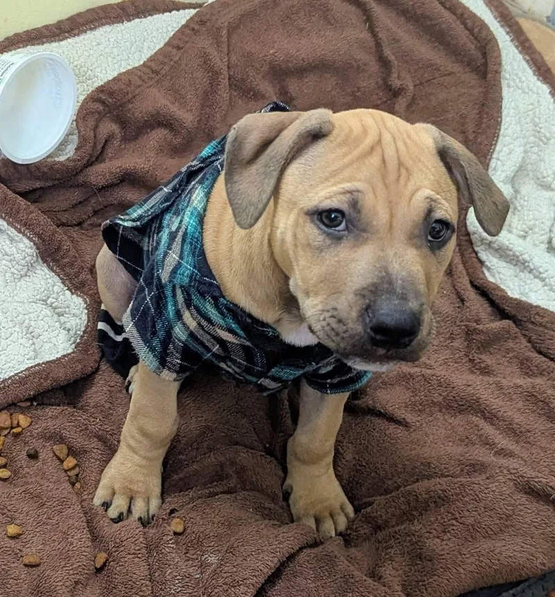 A baby large-sized male Yellow / Tan / Blond / Fawn Pit Bull Terrier dog named Harold for adoption in Oceanport, NJ