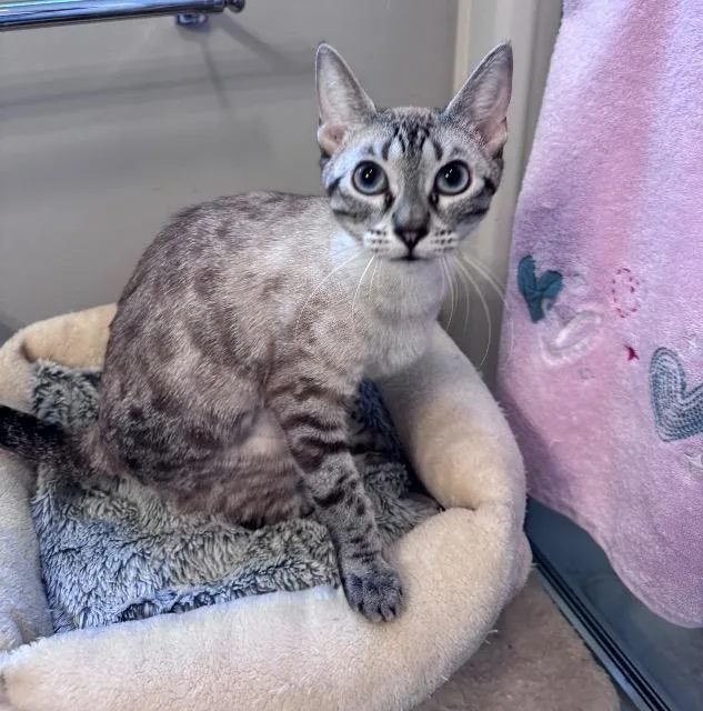 A young medium-sized female Domestic Short Hair cat named Seraphina for adoption in Pawtucket, RI