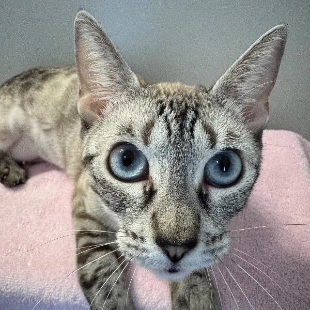 Seraphina thumbnail 2