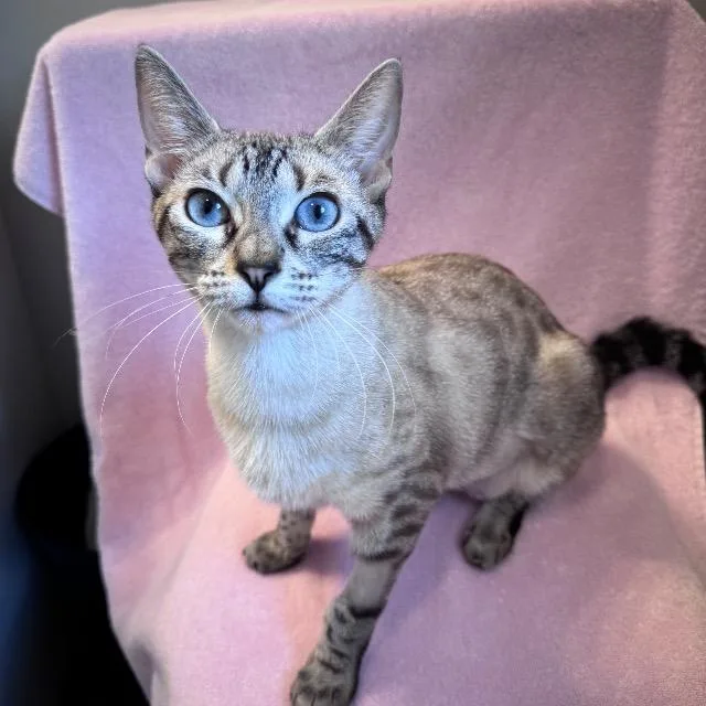 Seraphina thumbnail 3