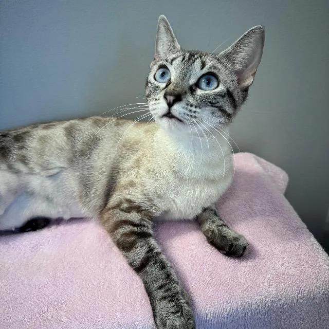 Seraphina thumbnail 4