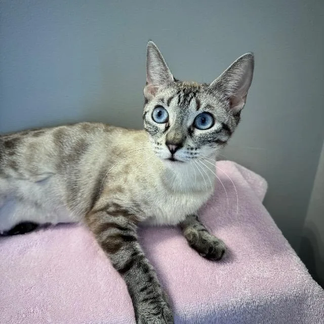 Seraphina thumbnail 5