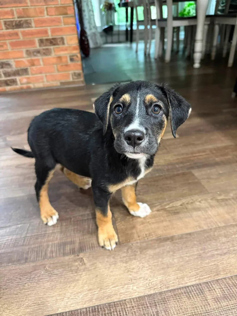 A baby medium-sized female Labrador Retriever dog named Eldora for adoption in Germantown, OH