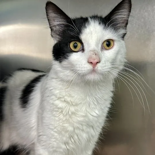 An adult medium-sized male Black Domestic Medium Hair cat named Max for adoption in Matteson, IL